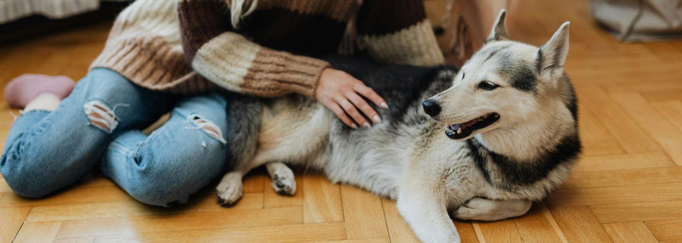 ¿Puede la enfermedad, fallecimiento o adopción de un animal otorgar el derecho al disfrute de un permiso?